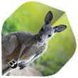 ΦΤΕΡΑ BULL'S DART, Motex Flights, A-Std, Koala ΦΤΕΡΑ BULL'S DART, Motex Flights, A-Std, Koala