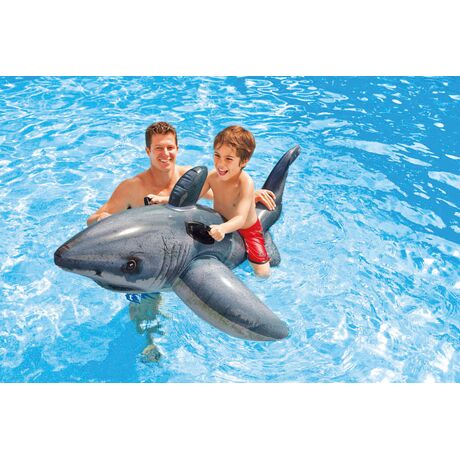 Great White Shark Great White Shark
